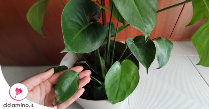 macchie-nere-monstera
