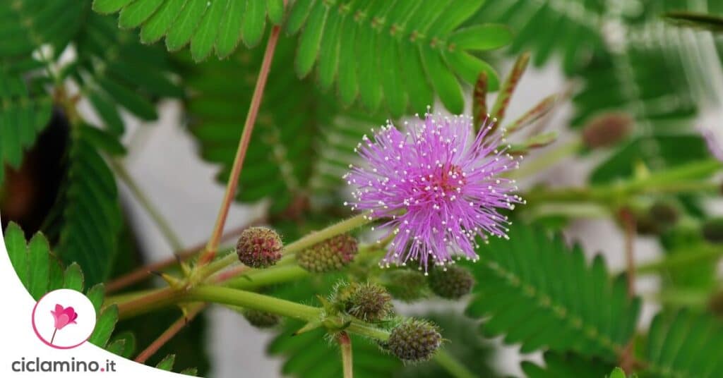 mimosa-pudica