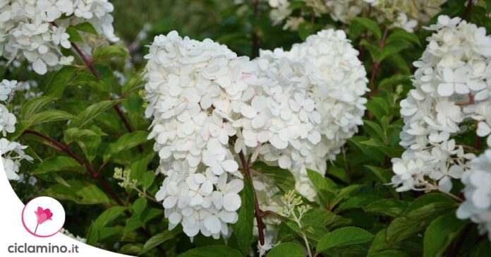 ortensia-paniculata
