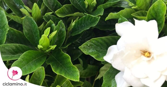perche-boccioli-gardenia-cadono