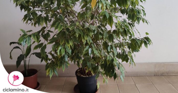 perche-cadono-foglie-ficus-benjamin