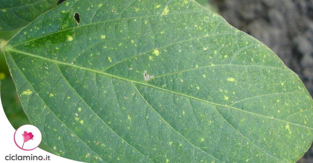 peronospora