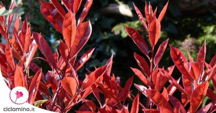 photinia-problemi-foglie