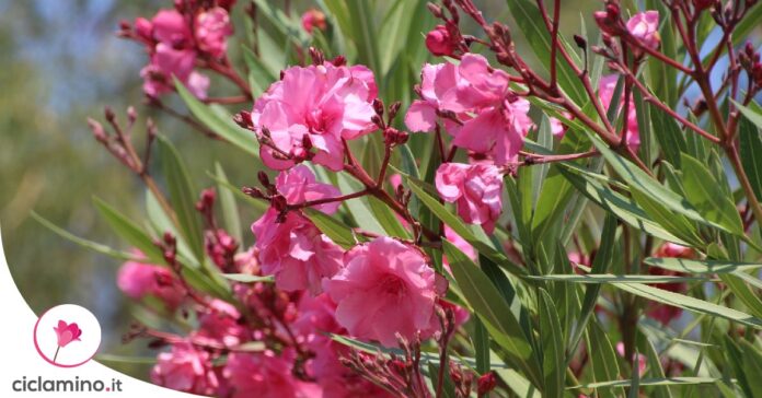 piante-velenose-giardino