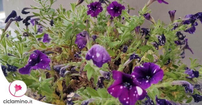 surfinia-pochi-fiori