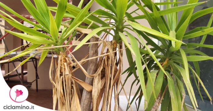 yucca-foglie-gialle-secche