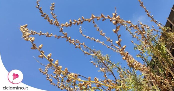 bocca-di-leone-secca