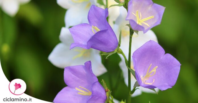 campanula-fiori-secchi