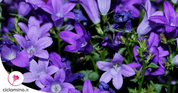 campanula-non-fiorisce