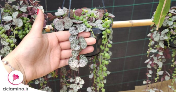 ceropegia-woodii