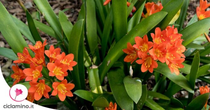 clivia-rinvaso