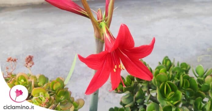 coltivare-bulbo-amaryllis-acqua