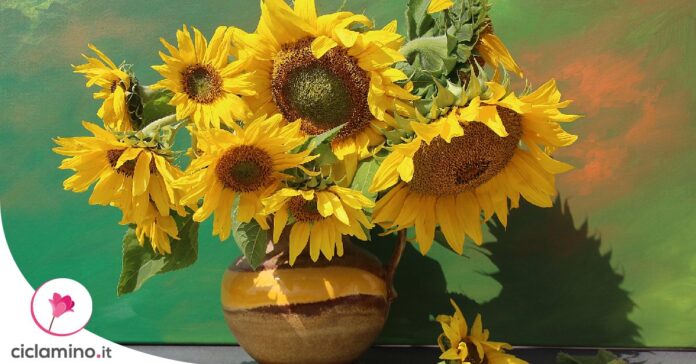 coltivare-girasole-in-vaso