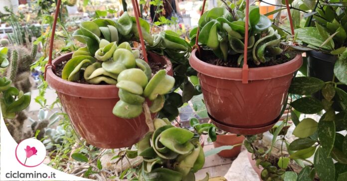 come-far-fiorire-hoya