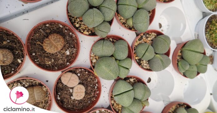 come-far-fiorire-lithops
