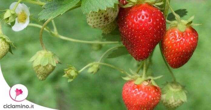 come-seminare-fragola