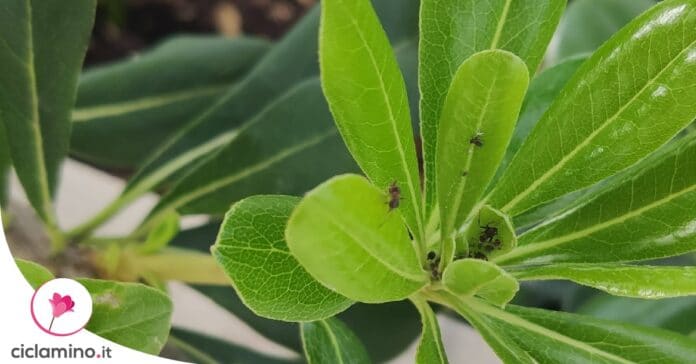 eliminare-formiche-giardino