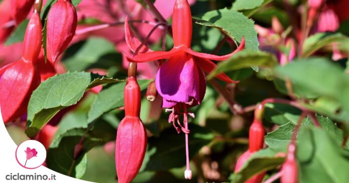 fucsia-afflosciata
