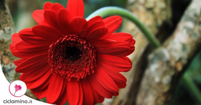 gerbera-afflosciata