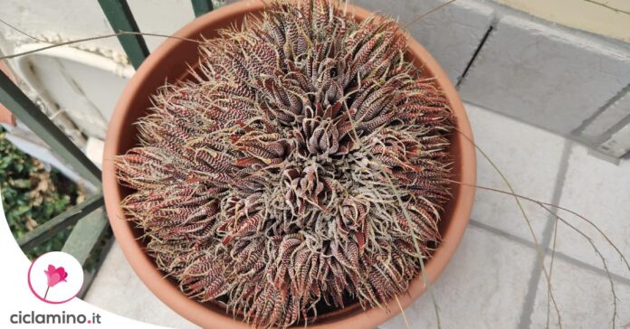 haworthia-foglie-marroni