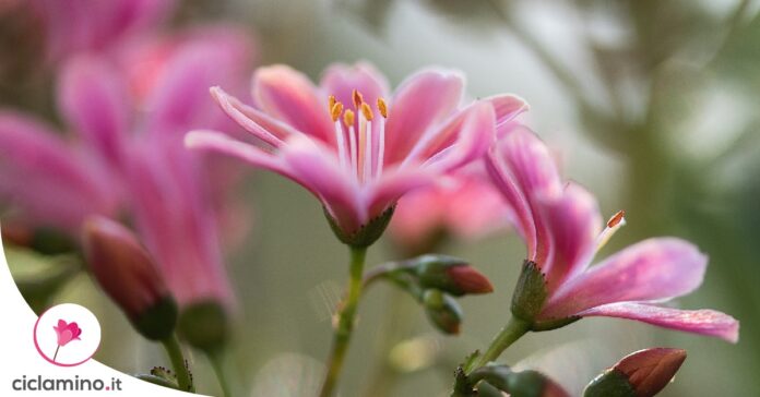 lewisia-moltiplicazione