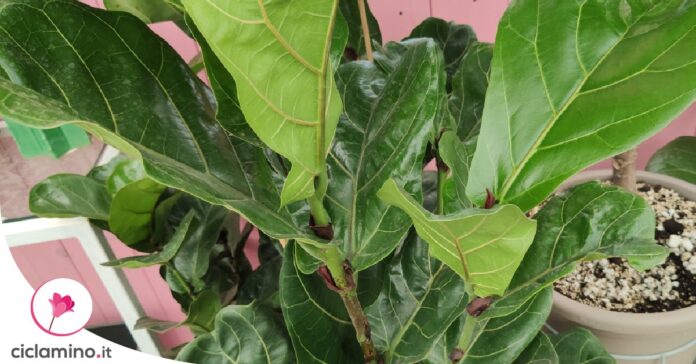 moltiplicare-ficus-lyrata