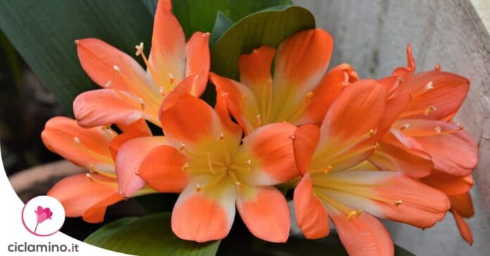 perche-clivia-non-fiorisce