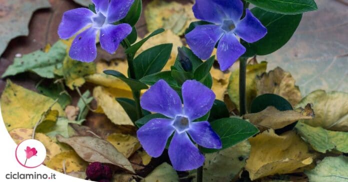 pervinca-foglie-arrotolate
