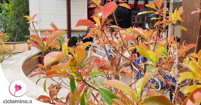 photinia-perde-foglie