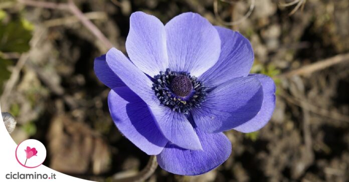 piantare-tuberi-anemone