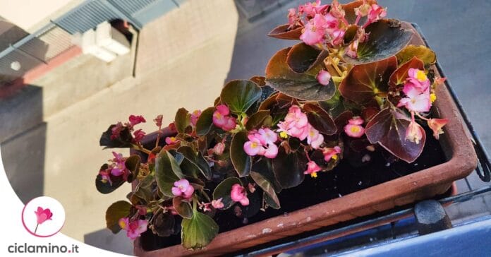 piante-perenni-balcone