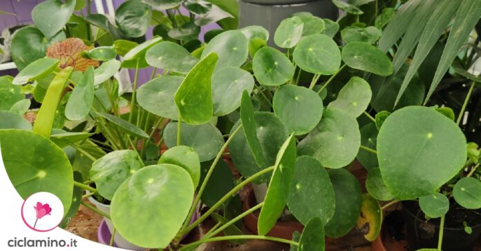 pilea
