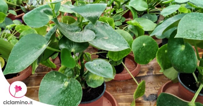 pilea-piu-cespugliosa