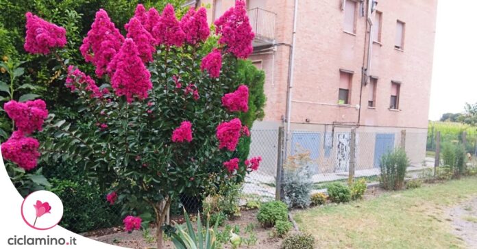 potare-ortensia-paniculata