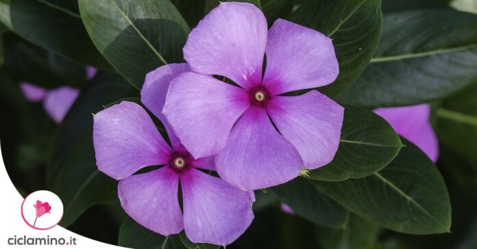 quanto-innaffiare-pervinca
