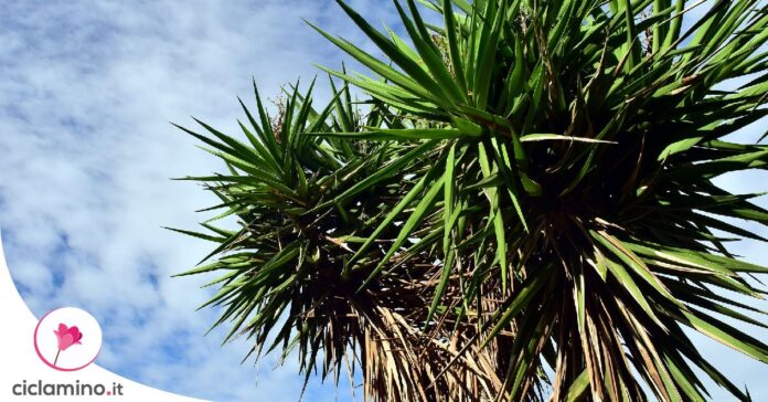 quanto-innaffiare-yucca
