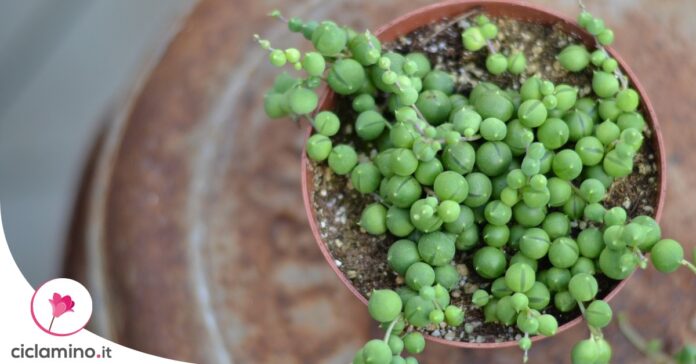 senecio-foglie-raggrinzite
