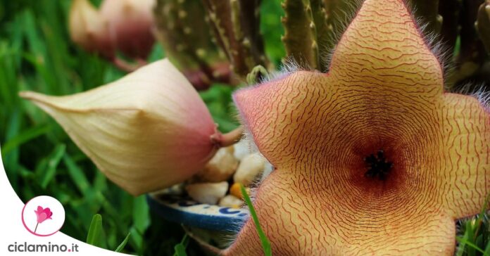 stapelia