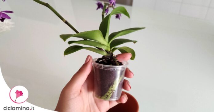 terriccio-orchidea
