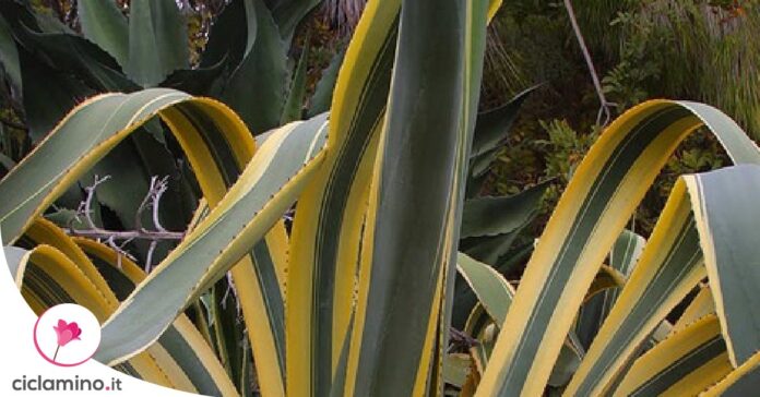 agave