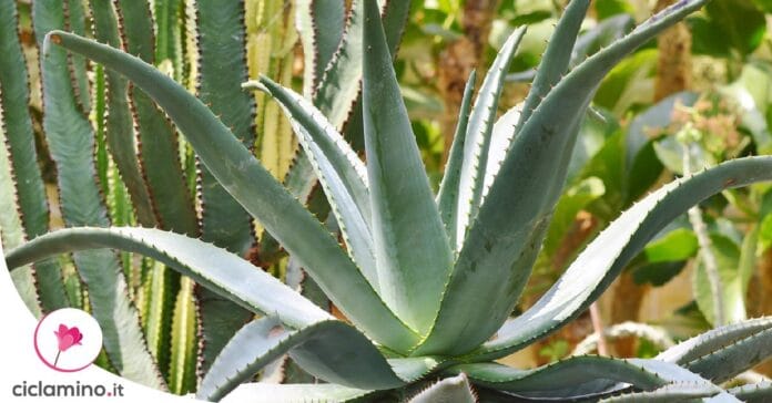 agave-aloe-differenze