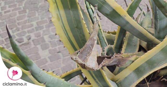 agave-foglie-gialle-marroni