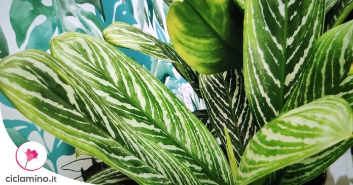 aglaonema