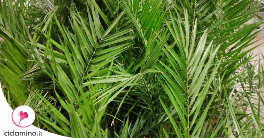 areca