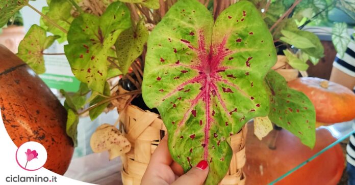 caladium