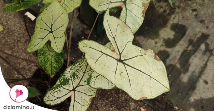 caladium-macchie-marroni