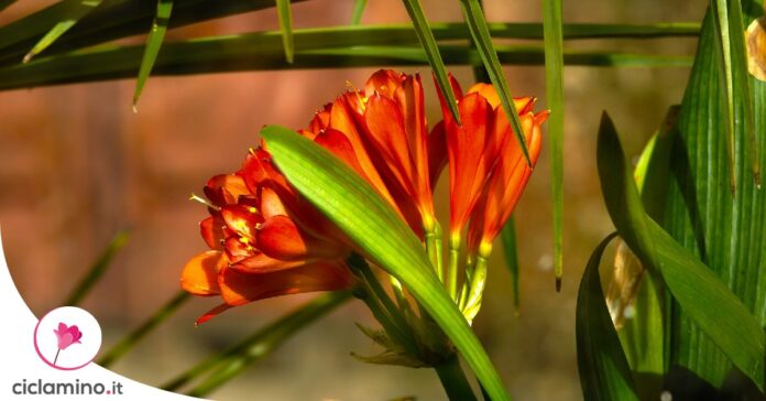 clivia-foglie-gialle