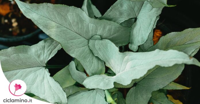 coltivare-syngonium-in-acqua
