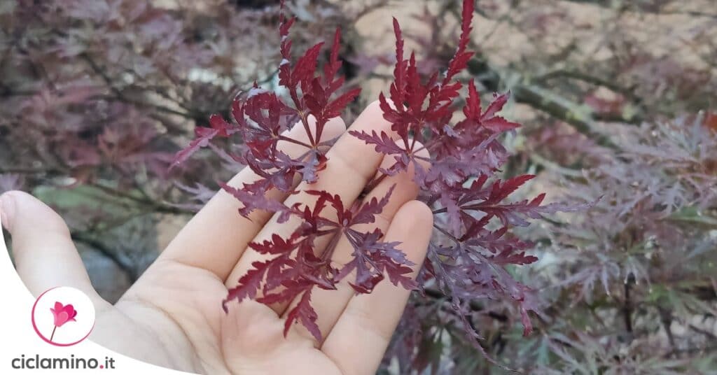 come-innaffiare-acero-giapponese