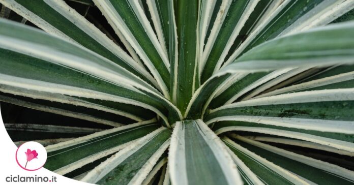 come-moltiplicare-agave